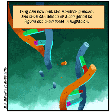 Text: They can now edit the monarch genome, and thus delete or alter genes to figure out their roles in migration. (M.J. Markert et al/G3 2016) Illustration: Multicolor DNA helix cut in half with some scattered pieces.