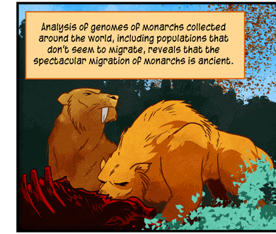 Text: Analysis of genomes of monarchs collected around the world, including populations that don’t seem to migrate, reveals that the spectacular migration of monarchs is ancient. It dates back a million years, and has been extensive for the last 20,000. (S. Zhan et al/Nature 2014) Illustration: Two saber-toothed predators stand over a carcass, as one watches swarm of monarch butterflies flying overhead while other eats.