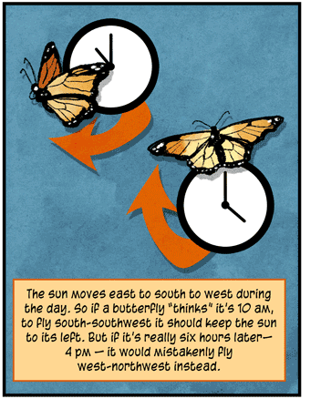 Text: The sun moves east to south to west during the day. So if a butterfly “thinks” it’s 10 a.m., to fly south-southwest it should keep the sun to its left. But if it’s really six hours later — 4 p.m. — it would mistakenly fly west-northwest instead. Illustration: Monarch butterfly next to clock that reads 10 a.m. flies to the left, while another monarch butterfly, next to clock that reads 4 p.m., flies upwards.